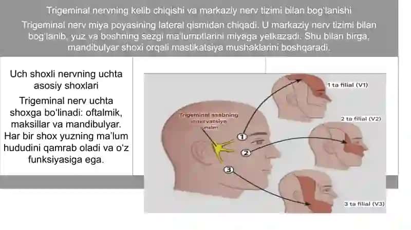 Uch shoxli (trigeminal) nervning tuzilishi          Uch shoxli (trigeminal) nervning tuzilishi 4