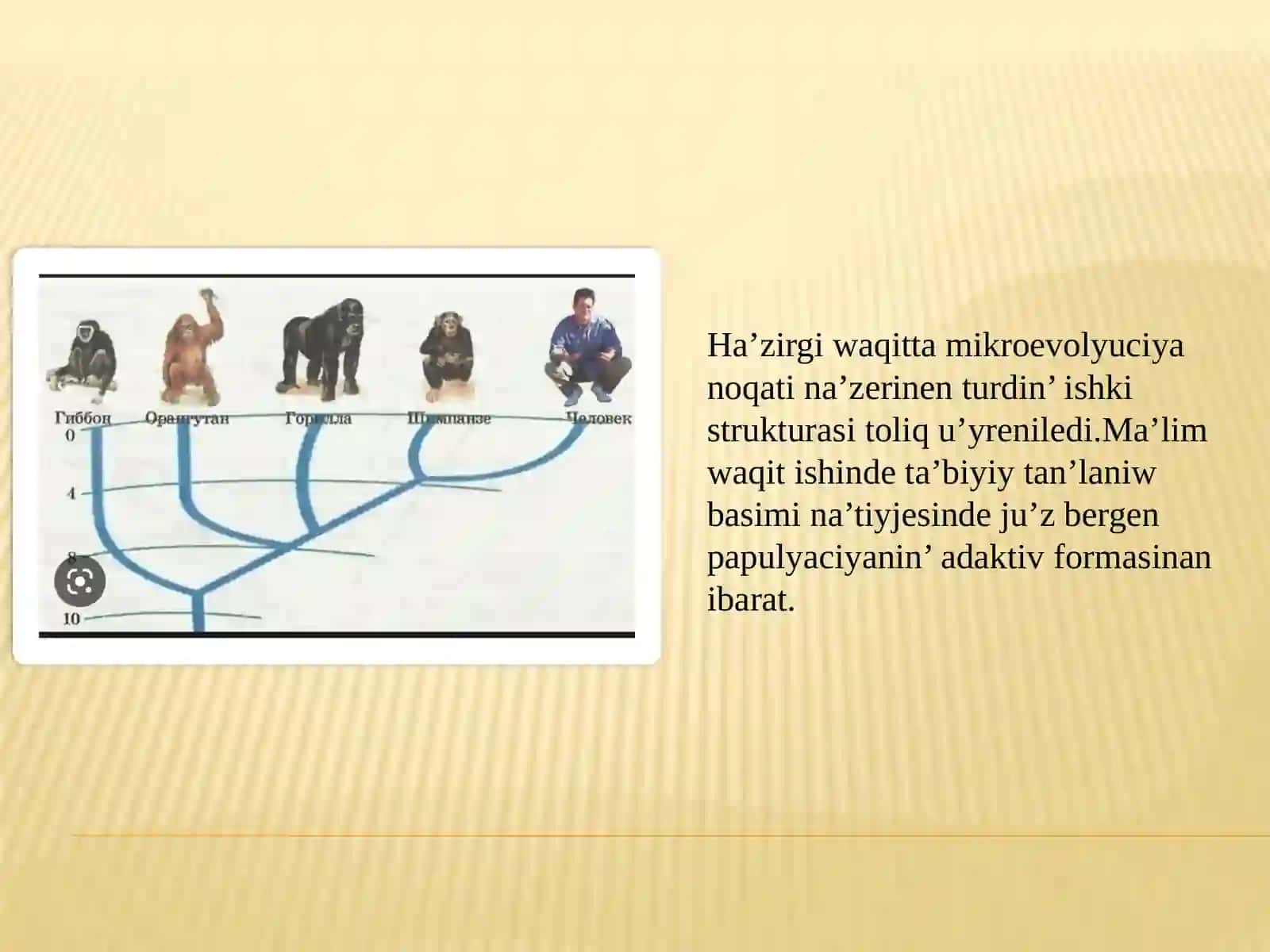 Insan Evolyutsiyasi ha'm Alding'i Tariyx Pa'ninen Slayd Jumisi 4