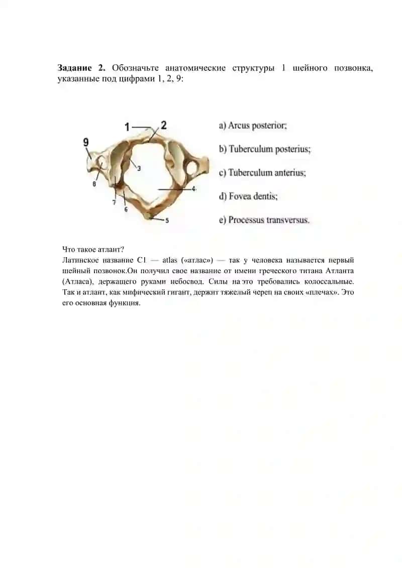 ВВЕДЕНИЕ. ОБЩЕЕ ПРЕДСТАВЛЕНИЕ О ЛАТИНСКИХ НАЗВАНИЯХ КОСТЕЙ ПРИНЯТО В АНАТОМИИ НА ПРИМЕРЕ КОСТЕЙ ЧЕЛОВЕКА. ПЕРВЫЕ ШЕЙНЫЕ ПОЗВОНКИ 4