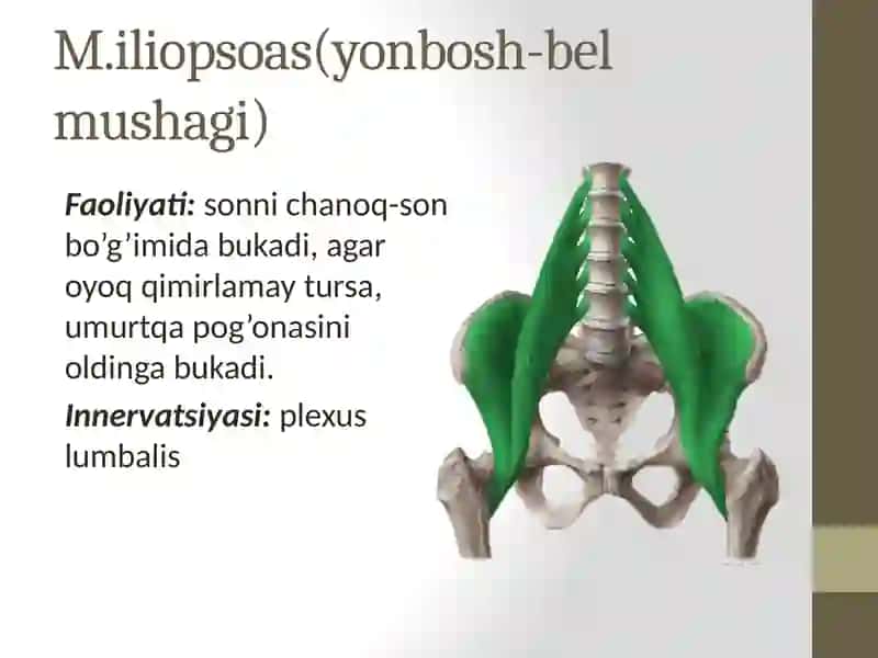Chanoq va son mushaklari. Boldir va oyoq panja mushaklari. Oyoqning sinovial qinlari. Oyoq sohasining klinik va topografik anatomiyasi. 4