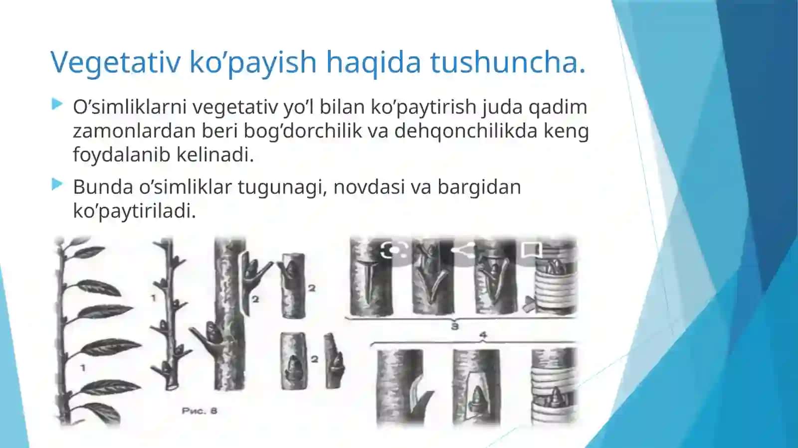 Madaniyo’simliklarning vegetativ ko’payishi 4