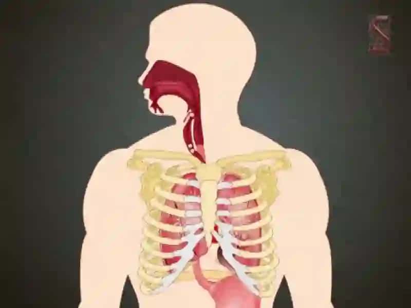 Nafasolish, Nafasolish Organlarining Tuzilishi 4