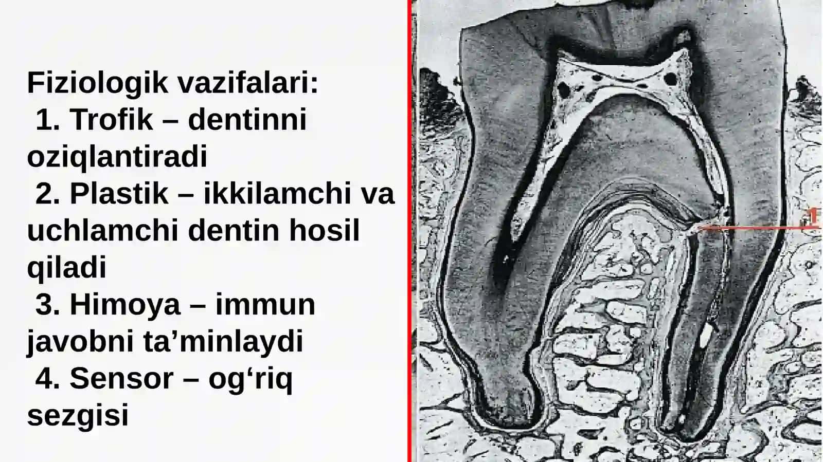 STOMATOLOGIYA FAKULTETI PREZENTATSIYASI 4