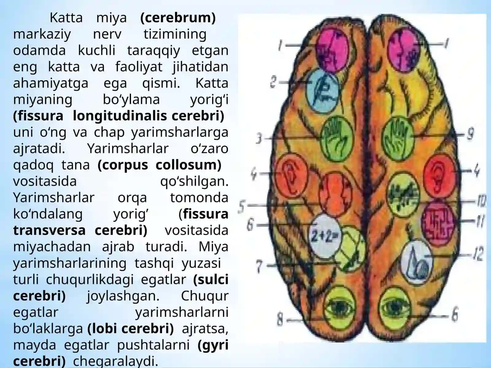 Bosh  miya  katta  yarim  sharlarining  tuzilishi  va  fiziologiyasi 4