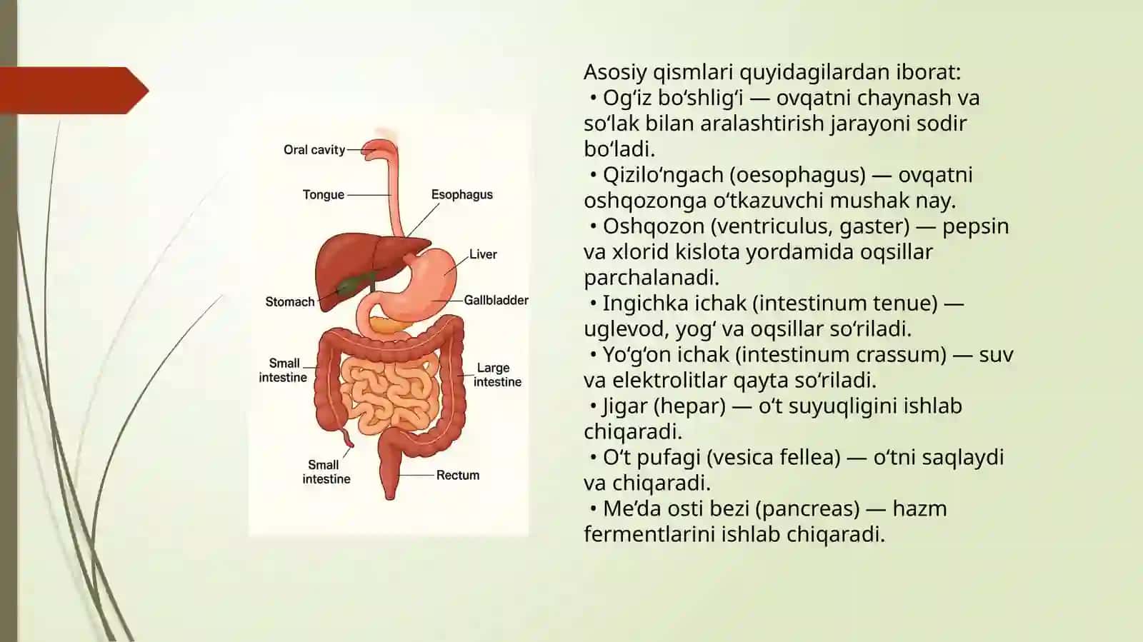 Hazmtizimifaolyatiniurganishyangiusullari,Oshqozonichakyuliningharakatfaolyatiniurganishusullari 4
