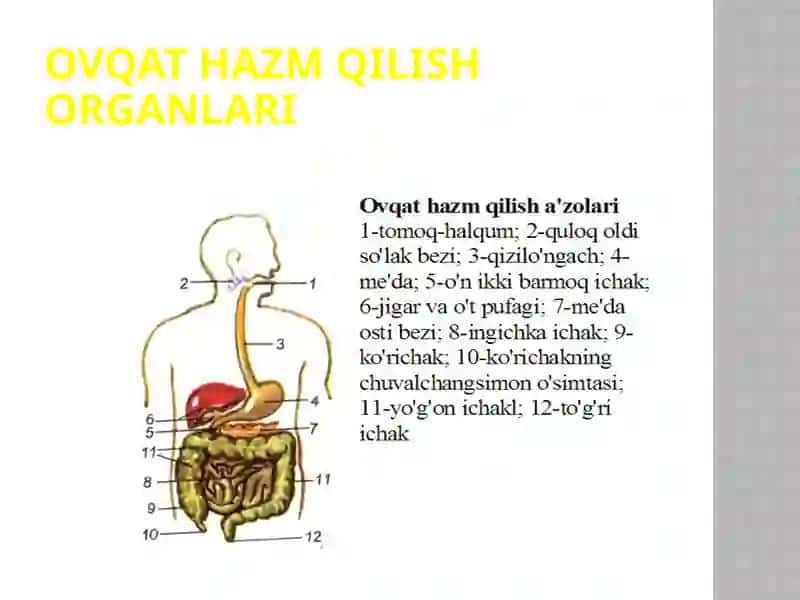 OVQAT HAZM QILISH ORGANLARINING TUZILISHI 4