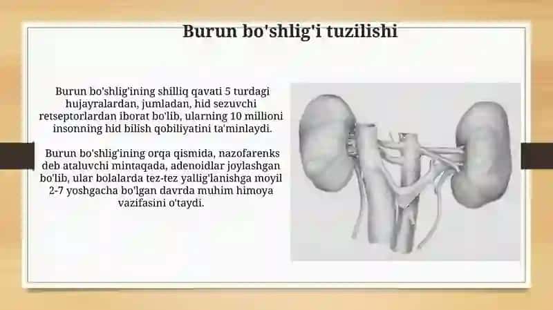 Nafas olish azolarining tuzilishi 4
