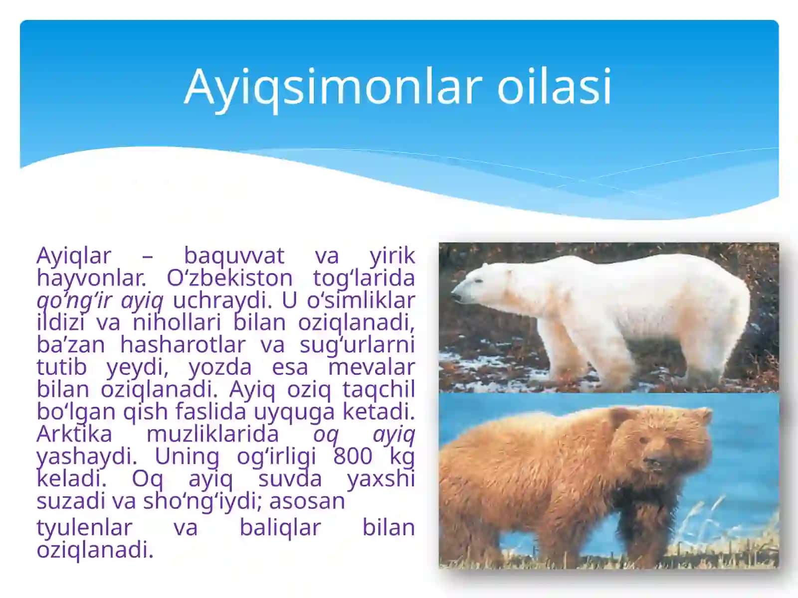 Yirtqich sutemizuvchilar turkumi 4
