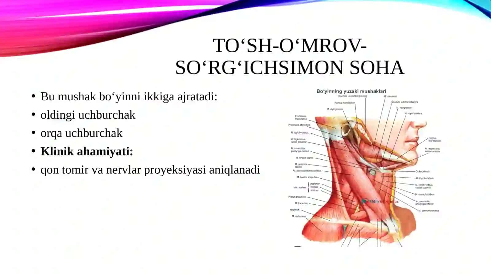 Bo‘yinning yon va to‘sh-o‘mrov-so‘rg‘ichsimon sohalari. Chuqur mushaklararo tirqishlar: narvon oldi oraliq, narvonarooraliq, umurtqa-narvonsimon uchuburchak, ko‘krak limfayo‘lining bo‘yin qismi. Bo‘yinning orqa sohasi klinikanatomiyasi. Vagosimpatik blokada texnikasi. Qizilo‘ngachningbo‘yin qismi xirurgiyasi. 4