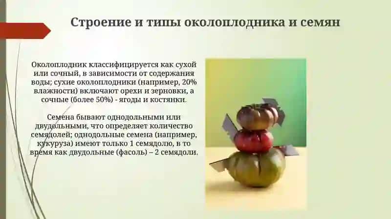 Строение и классификация плодов 4