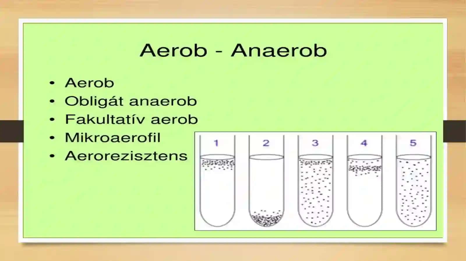 Aerob va anaerob bakteriyalarni sof xosilasi ajratish bosqichlari 4
