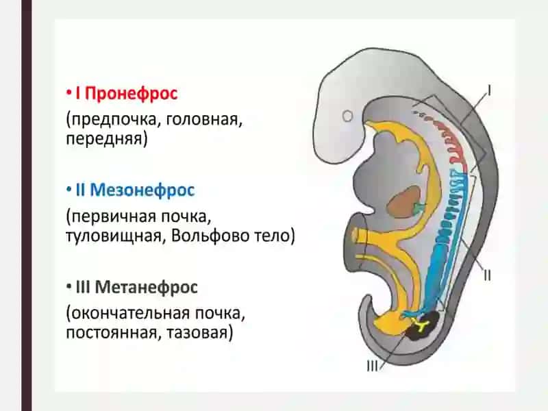 Nefron gistologiyasi 4