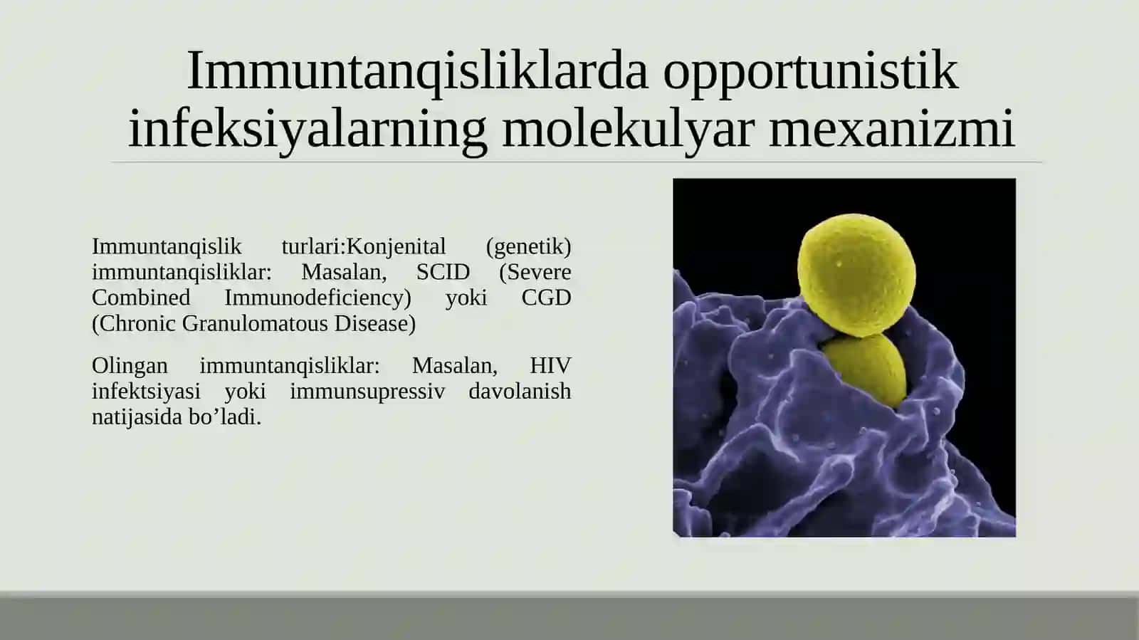 Immunopatologiya o‘sma hujayralarni kelib chiqishidagi ahamiyati. Immuntanqisliklarda opportunistik infeksiyalar boshqarilishining molekulyar mexanizmi 4