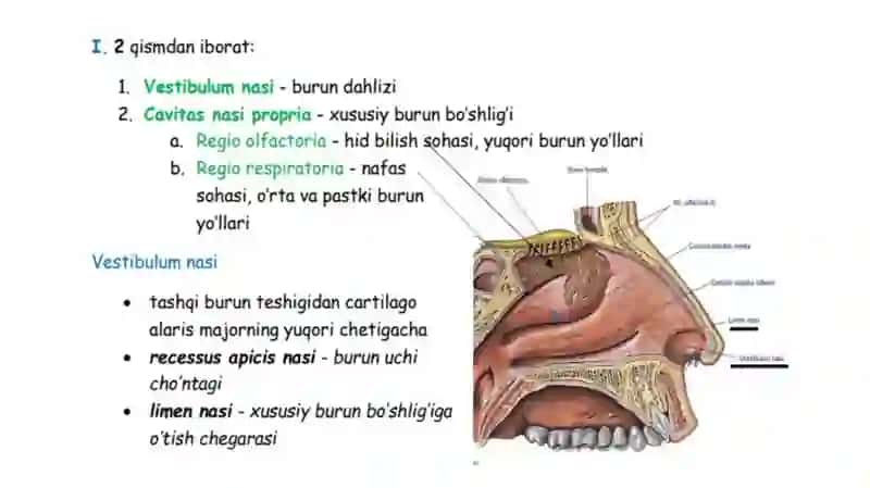 Tashqi burun. Burun bo’shlig’i devorini tuzilishi, burun yo’llari. Para nazal bo’shliqlar. Hiqildoq: tuzilishi, bo’shlig’i, yoshga doir xususiyatlari tovush  paydo bo’lishi 4
