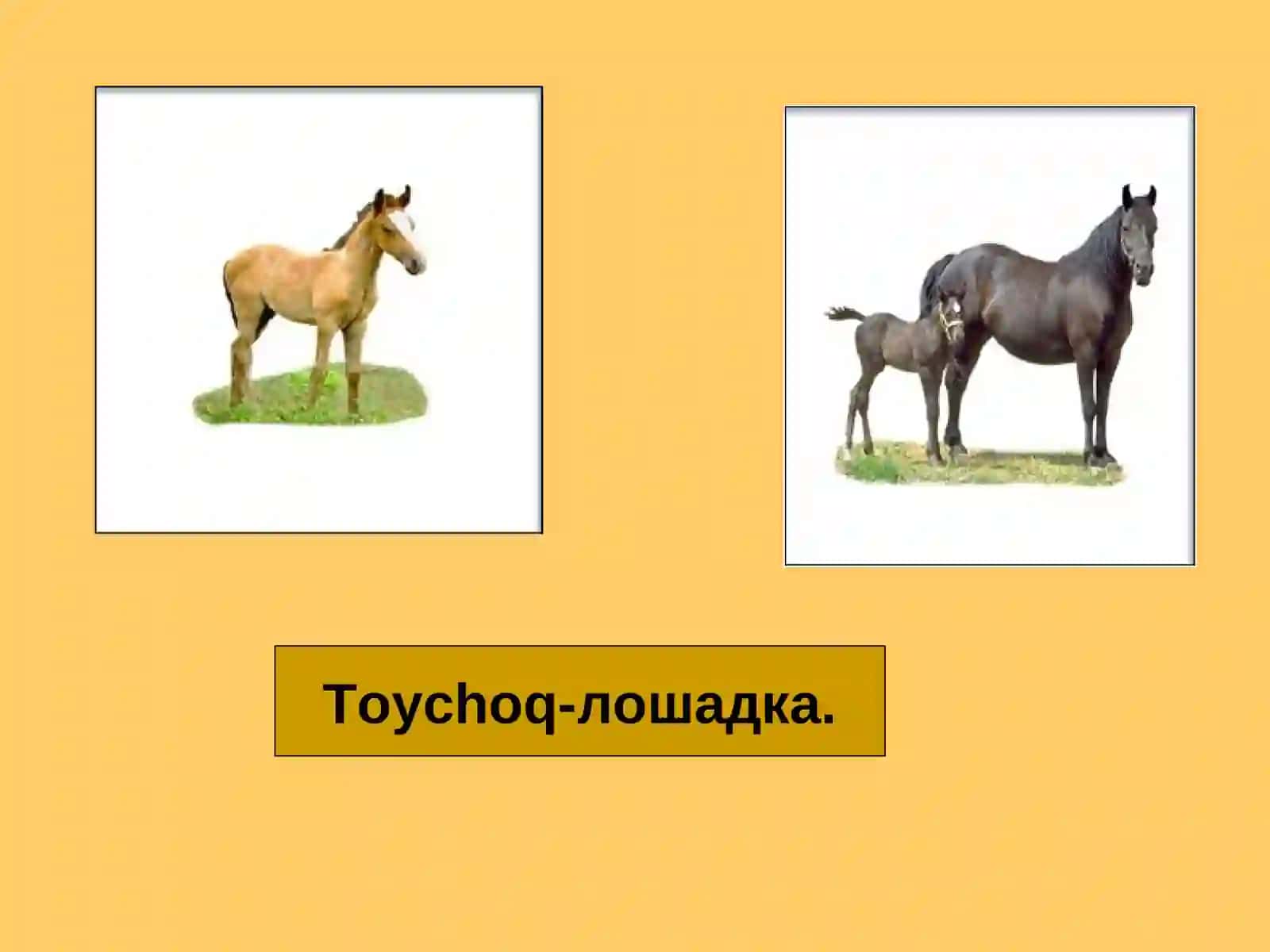 O’yinchoqlar 4