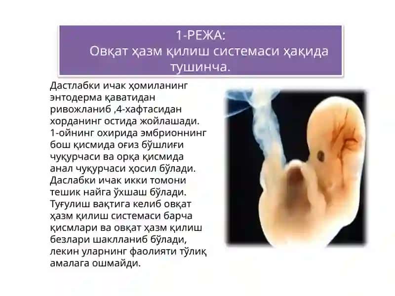 Овқат ҳазм қилиш органларининг ёшга хос хусусиятлари 4