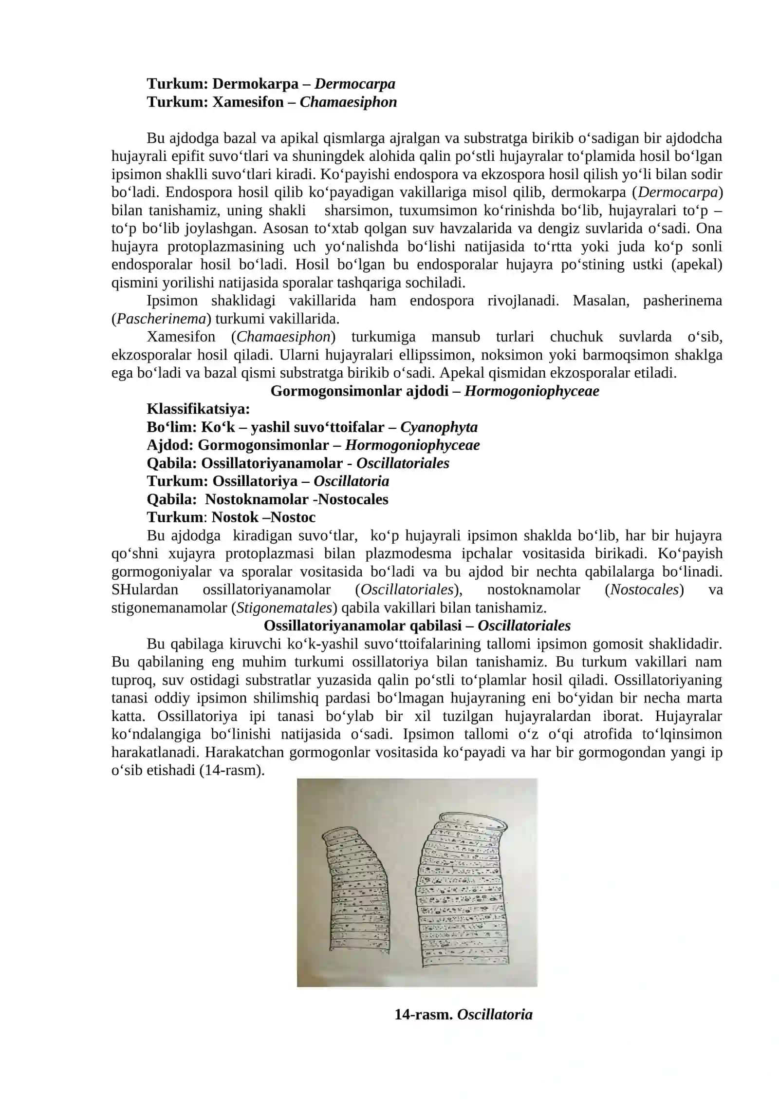 Ko‘k - yashil va qizil suvo‘ttoifalarning tuzilishi 4