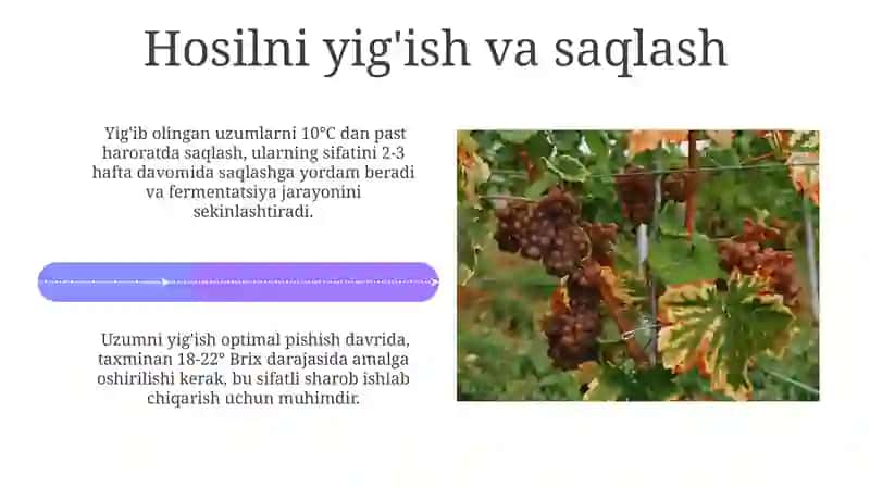 Uzumchilik va uzum yetishtirish 4