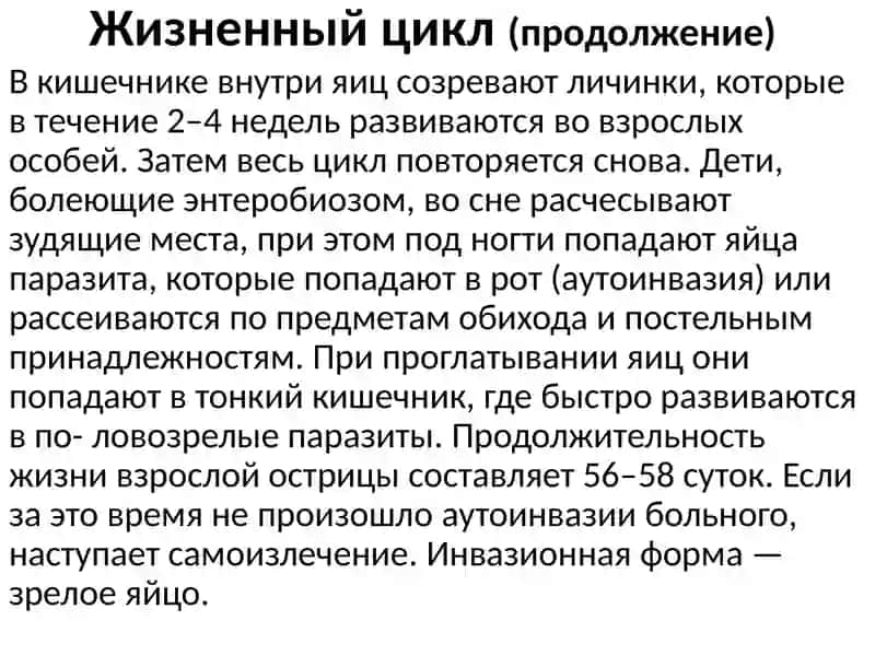 Острица кишечная (Enterobius vermicularis) 4