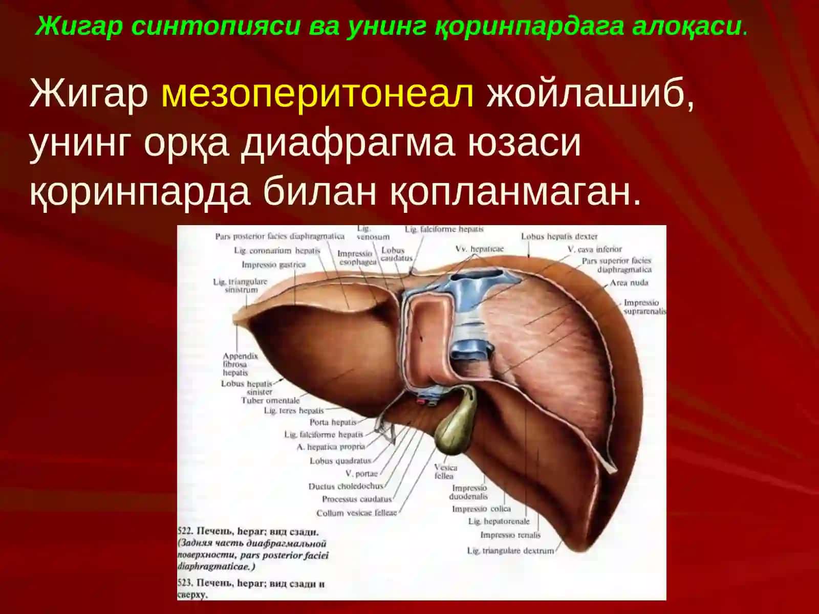 ЖИГАР, БИЛИАР ТИЗИМ ва ОШҚОЗОН ОСТИ БЕЗИ ЖАРРОҲЛИК АНАТОМИЯСИ 4