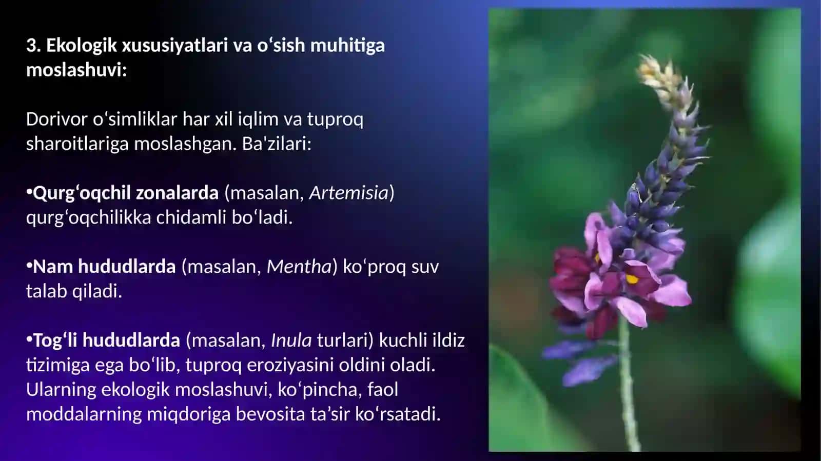 Oilaturkumlarining dorivorturlarining tarqalishi, ekologiyasi va tibbiyotda qo‘llanilishi 4