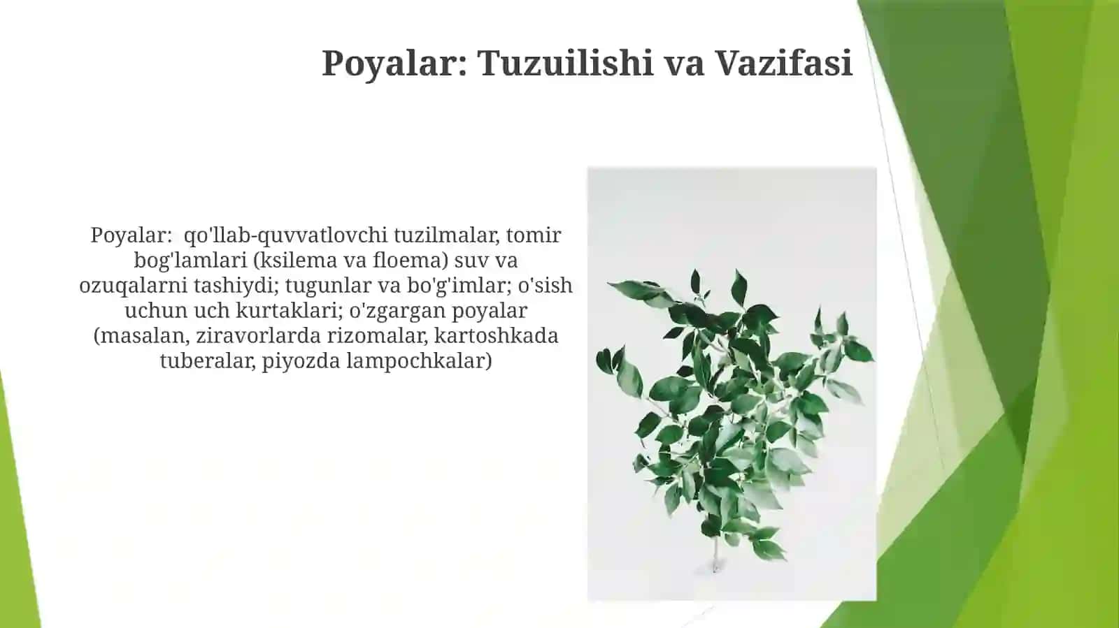 O'simliklarni vegetativ va generativ organlari 4