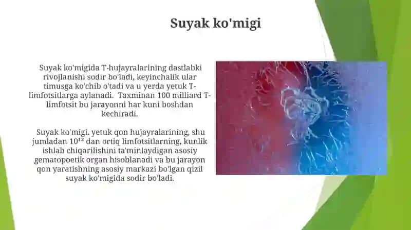 Immun tizimining markaziy va periferik a'zolari 4