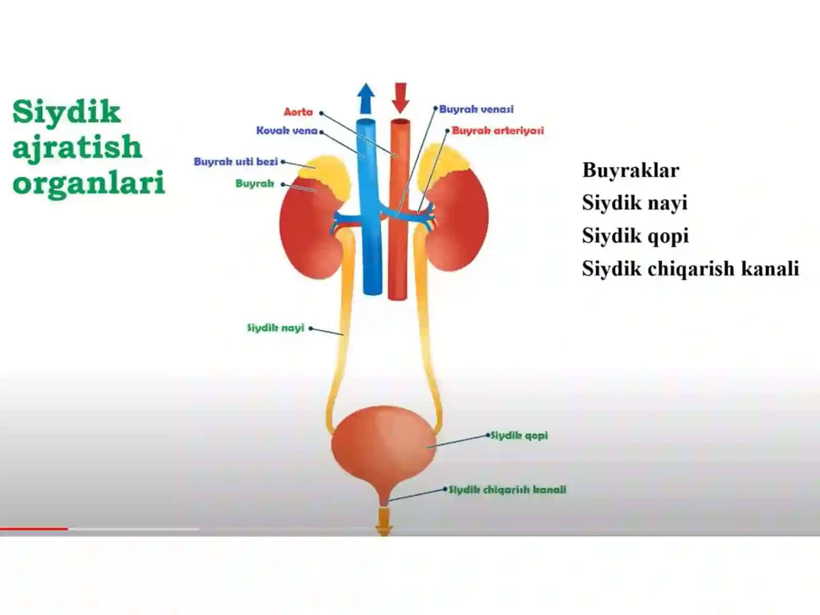 Siydik azolari tuzilishi va fizologiyasi 4
