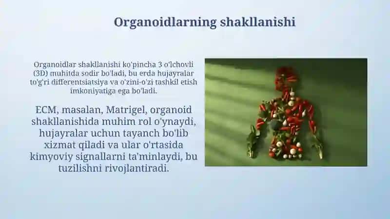 Organoidlar va ularning vazifalari 4