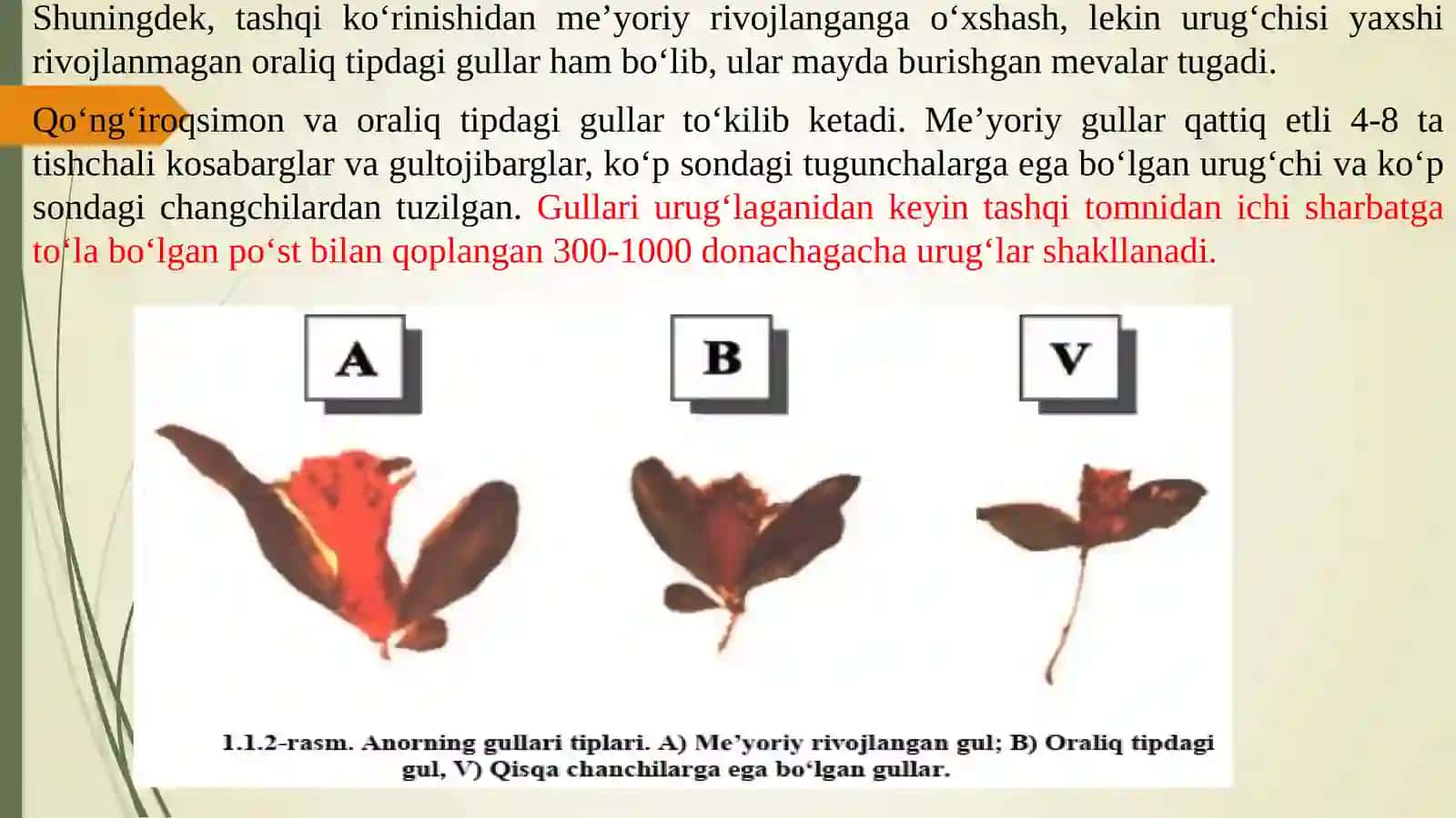 Anor o‘simlikning biologiyasi va xalq xo‘jaligidagi ahamiyati 4