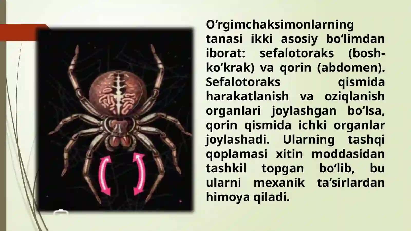 Tibbiyotda ahamiyatga ega bo'lgan o'rgimchaksimonlar, qishloq, tayga, qichima va it kanalari 4