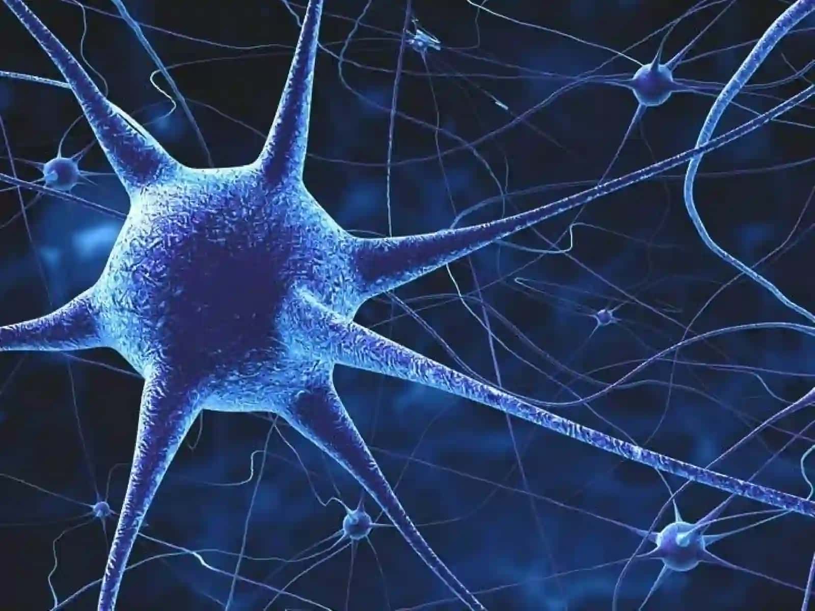 Vegetativ nerv sistemasi 4