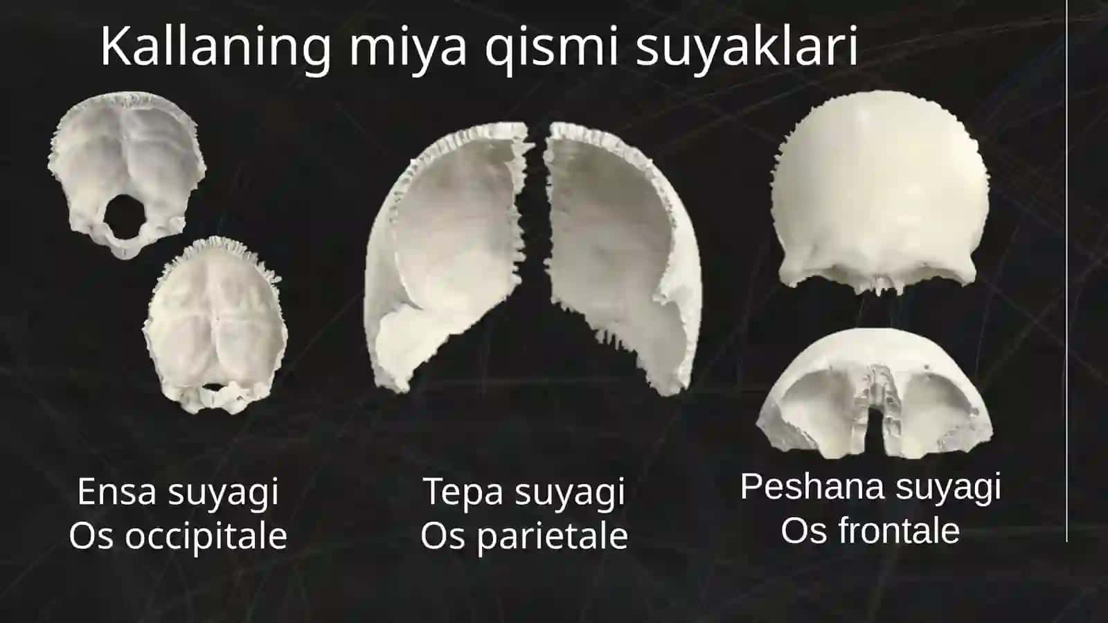 KALLA SUYAGI. KALLA SUYAGINING MIYA QISMI SUYAKLARI: ENSA, TEPA, PESHONA VA G’ALVIR SUYAKLARI, ULARN 4
