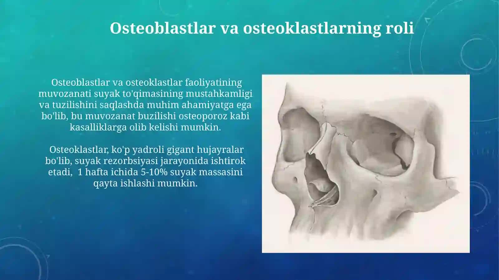 Qon va siyrak tolali biriktiruvchi to'qimaning o'zaro munosabati 4