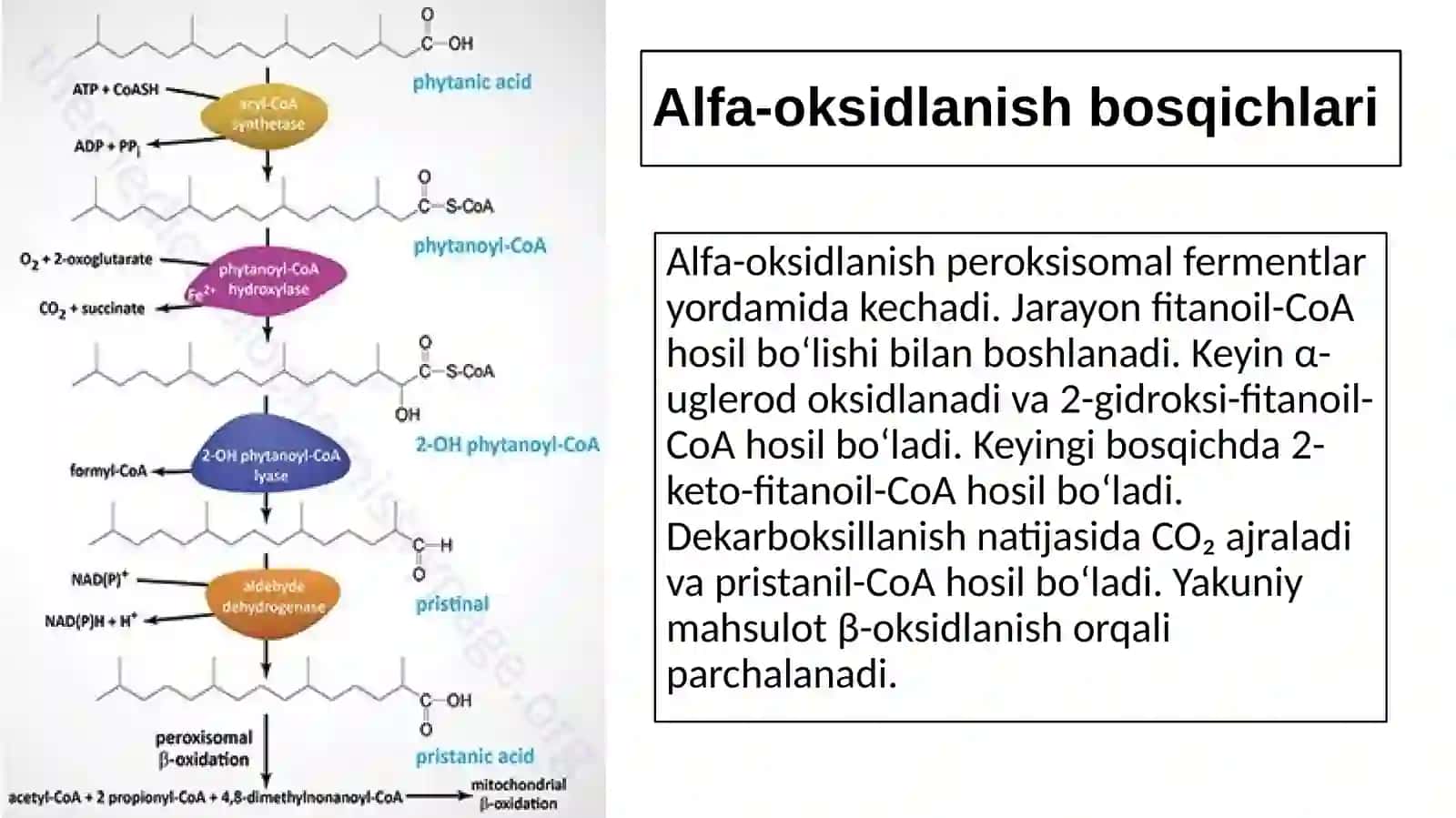 Yog‘kislotalariningalfa-oksidlanishi,ahamiyativabuzilishlari 4