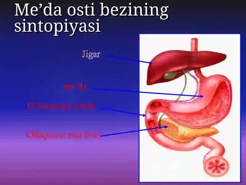 MEDA OSTI BEZI ENDOKRIN 4