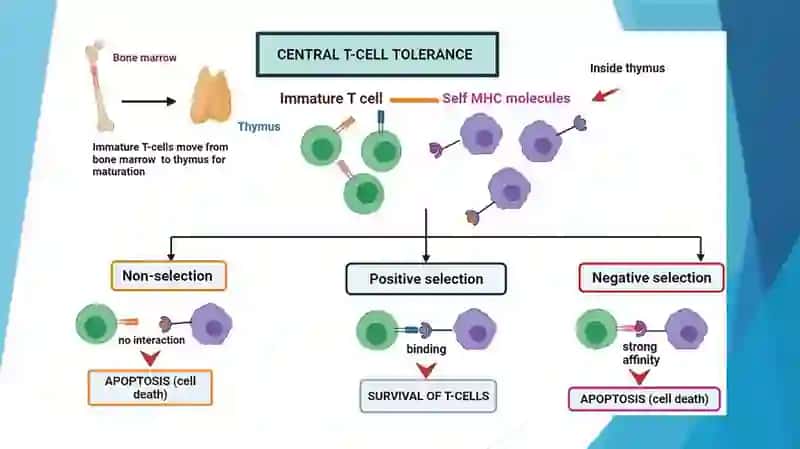 Immunologik tolerantlik nuqsonlari. Autoimmun kasalliklar. 4