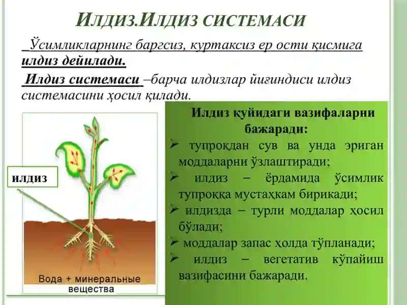 Фан.БОТАНИКА (Ўсимликлар анатомия ва морфологияси, тубан ўсимликлар) 4