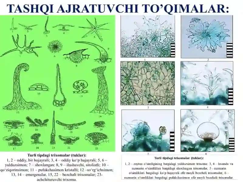 Ajratuvchi to‘qimalar hamda tashqi sekretsiya ajratuvchi to'qimalar 4