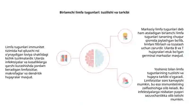 Limfa tugunlari.Birlamchi va ikkilamchi limfa tugunchalarining tuzilishi va hujayraviy tarkibi 4