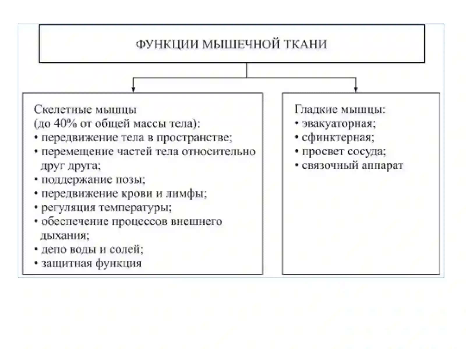 Общая характеристика мышечной системы 4