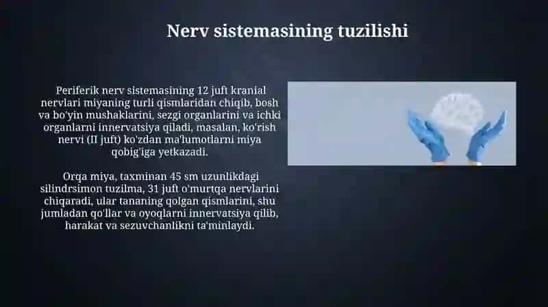 Nerv tizimining ahamiyati va gigienasi 4