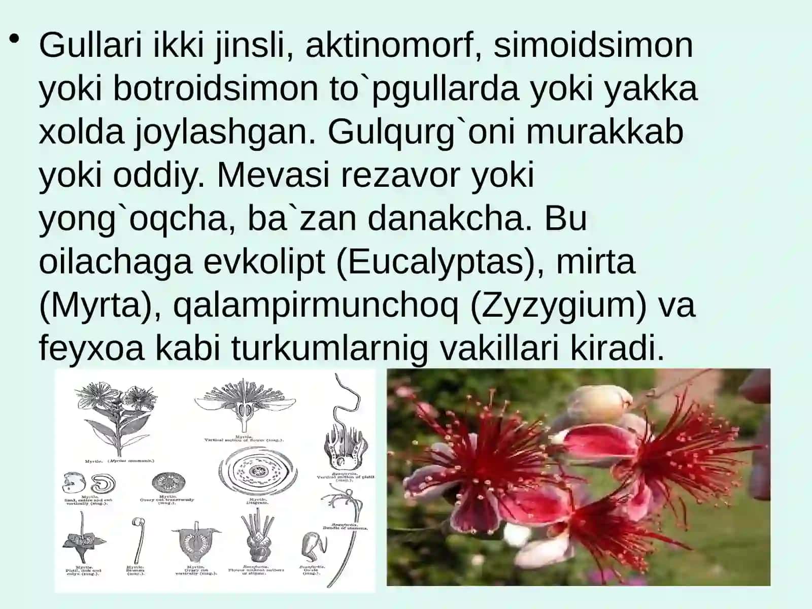 Mirtanamolar qabilasi, oilalari, tavsifi va asosiy turlari 4