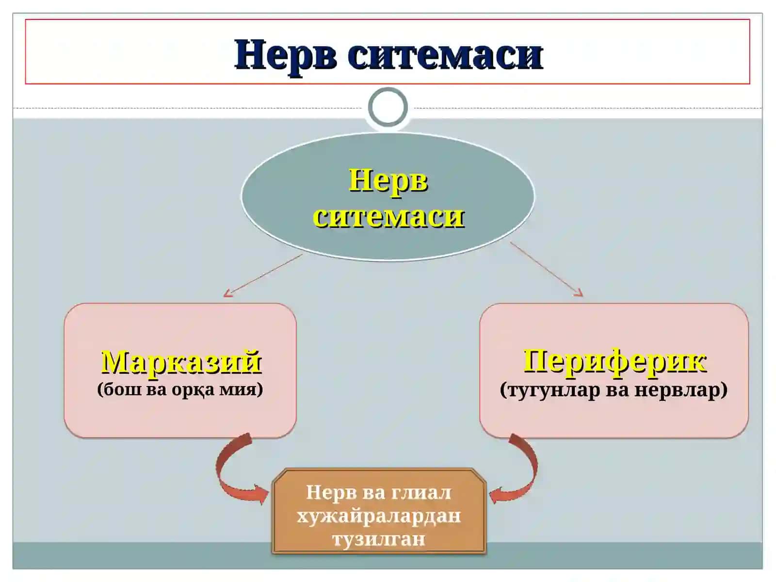 Бош мия яримшарларининг анатомияси ва физиологияси 4