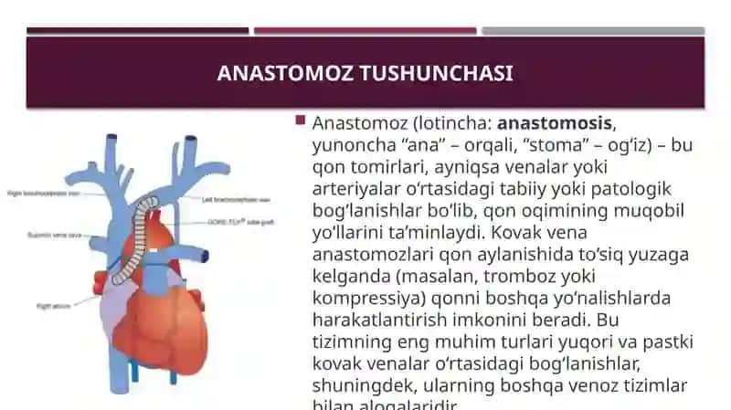 Kovak venaanastomozlari 4