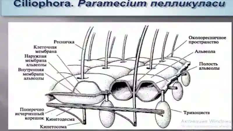 ALVEOLATATIPI 4