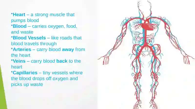 Heart and a vascular system 4