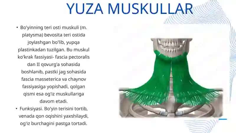 Boʻyin muskullari 4