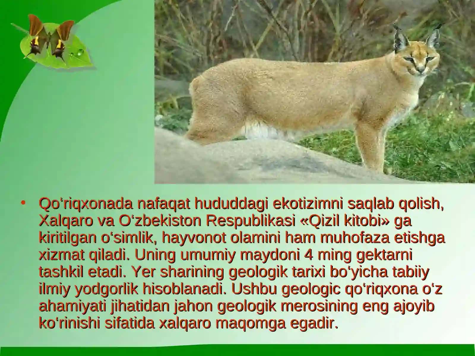«Kitob» davlat geologik qo‘riqxonasi eko sayyohlik resurslari 4
