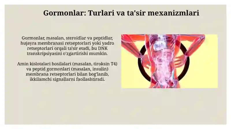 ICHKI SEKRETSIYA BEZLARI AYRISH AZOLARI TIZIMI SIYDIK TANOSILI 4